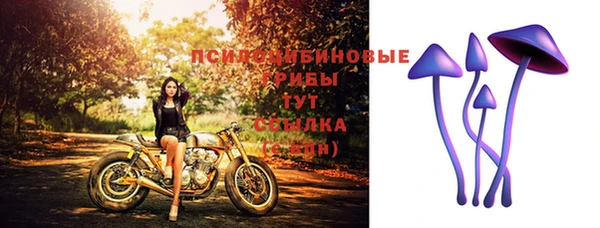 стаф Каменногорск