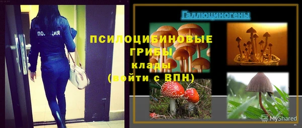 стаф Каменногорск