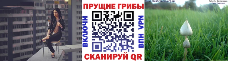 Купить где  Райчихинск  Галлюциногенные грибы Cubensis 